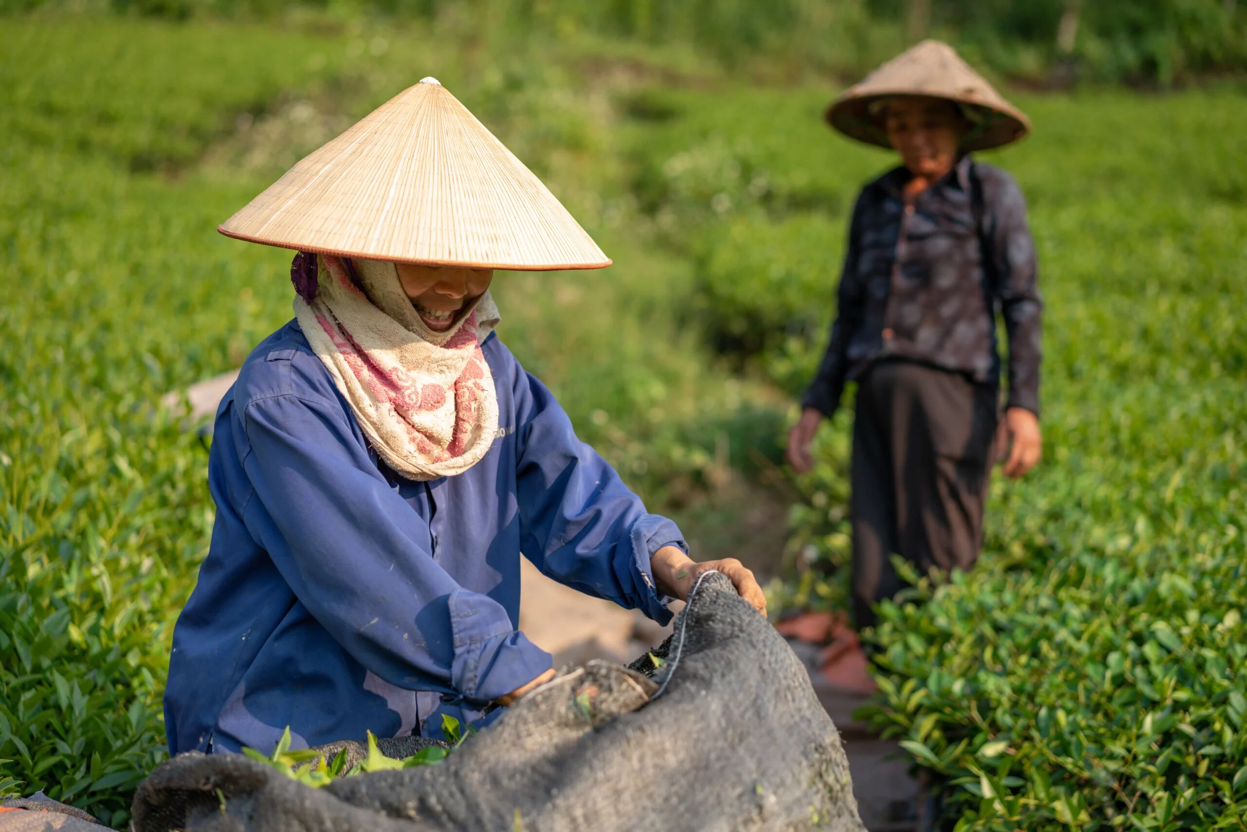 Learn Tra Que’s traditions with expert guidance